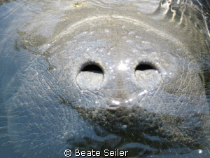 Manatee at the Wakulla River , I didn't bring UW/camera !... by Beate Seiler 